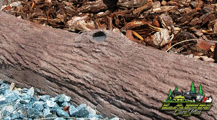 Bark Texture